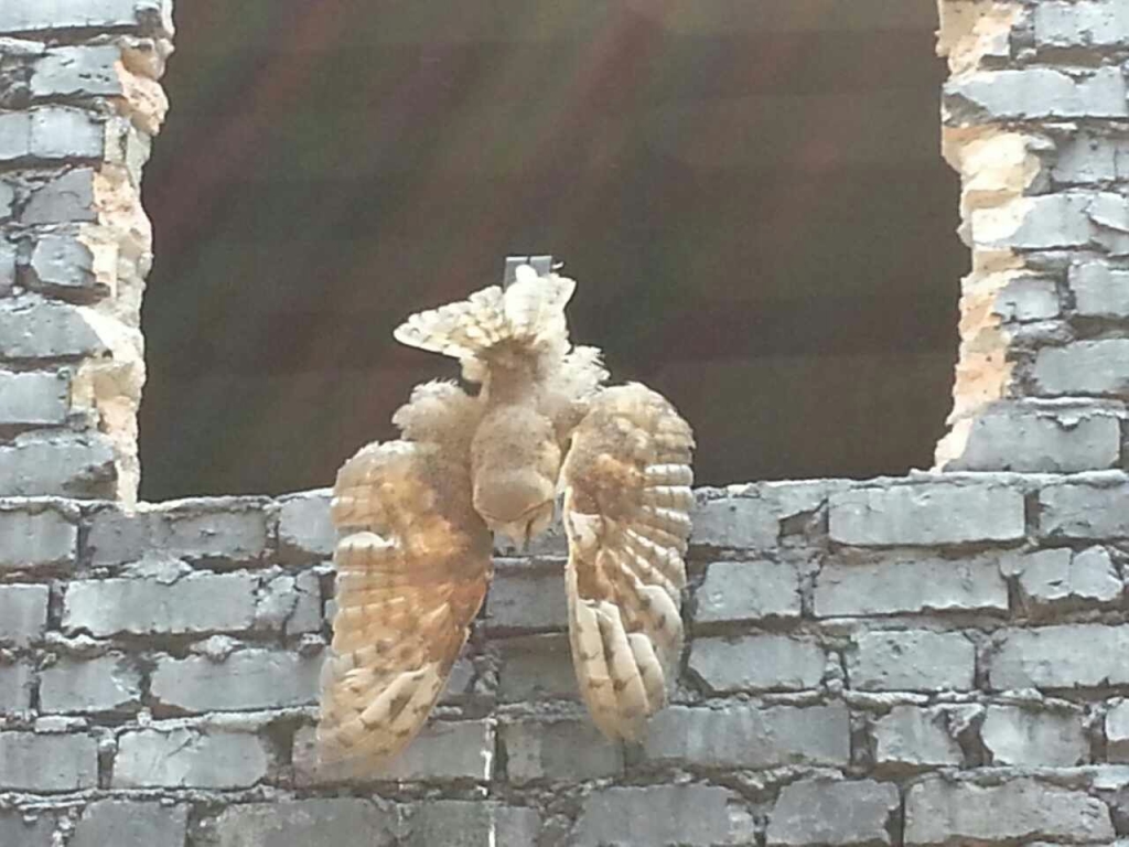 mmexport1435820043219