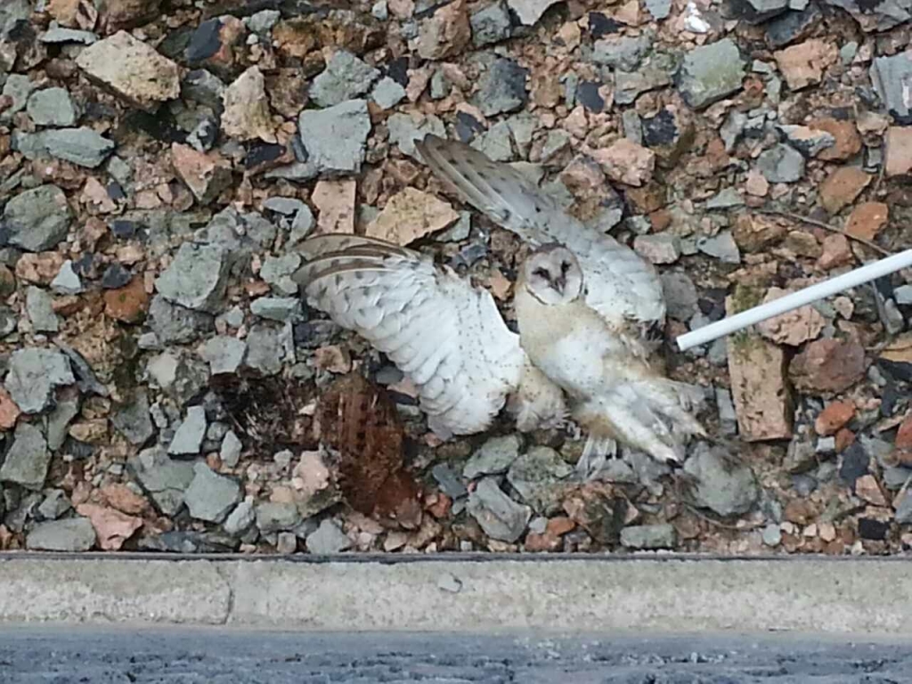 mmexport1435820050032